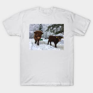 Scottish Highland Cattle Calves 1624 T-Shirt